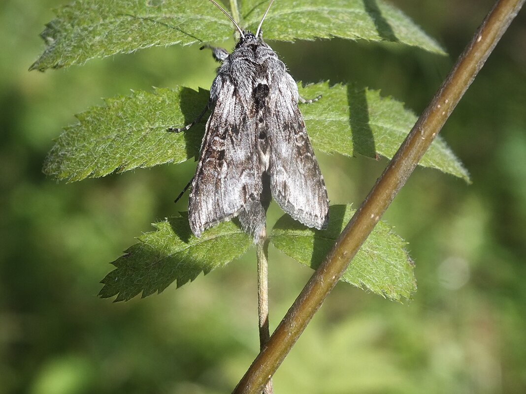 Совка бабочка - Зоя Мишина