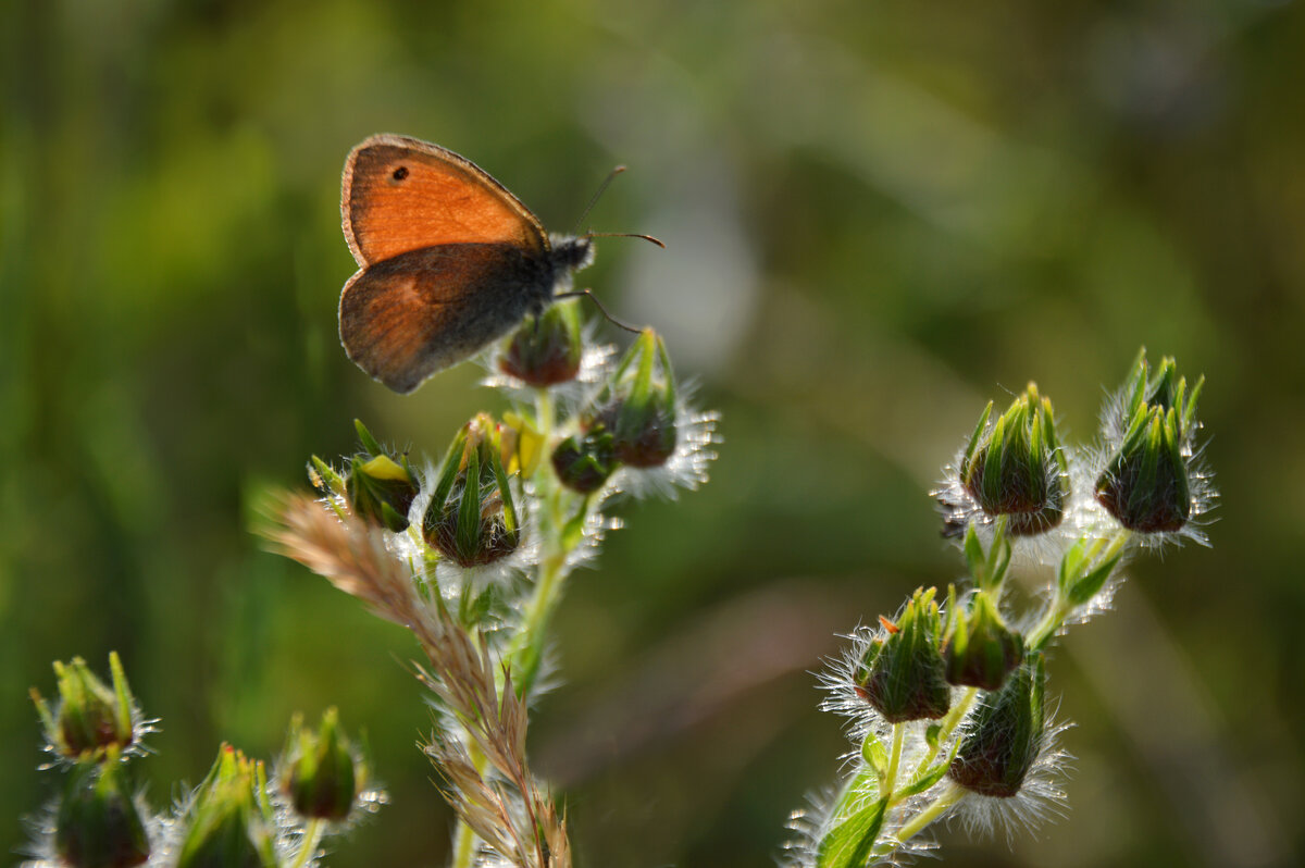 *** - Надежда Куркина 
