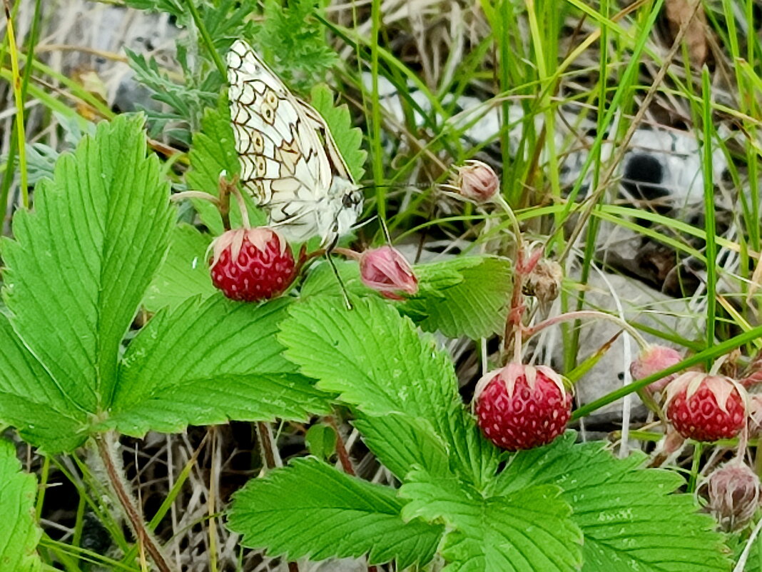 Ароматной ягодке все рады - Валентина Богатко 