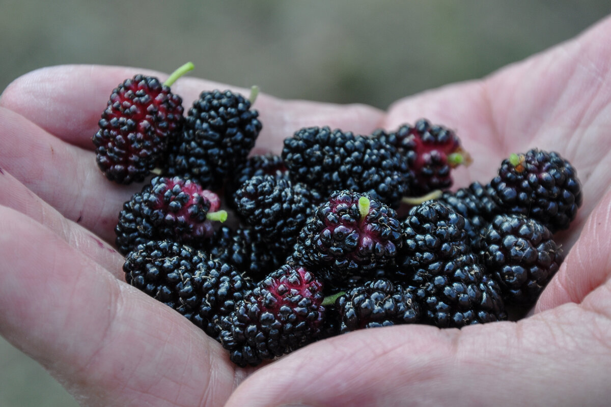 Сладкая шелковица - Татьяна Машошина