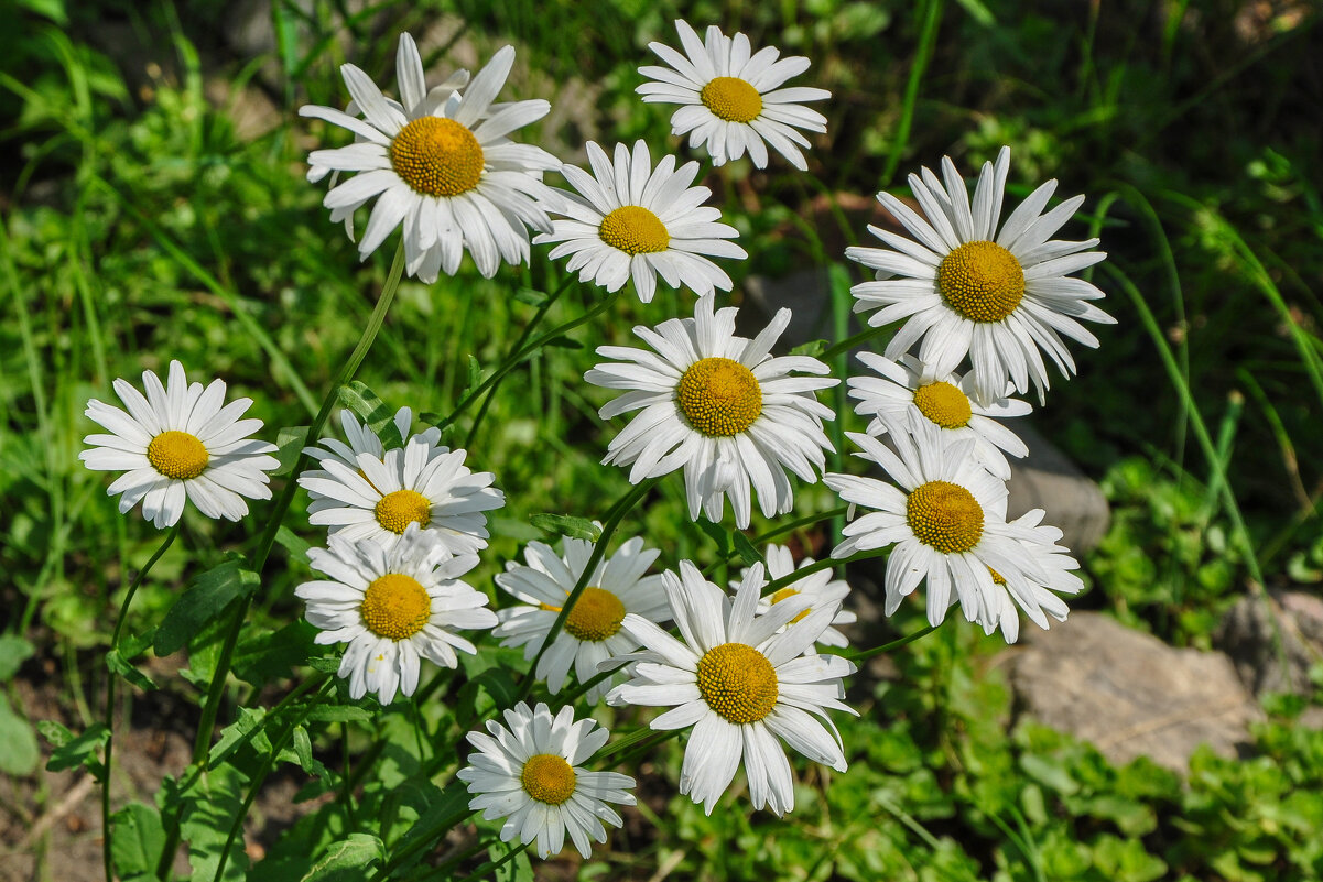 24 июня День ромашек в России - Татьяна Машошина