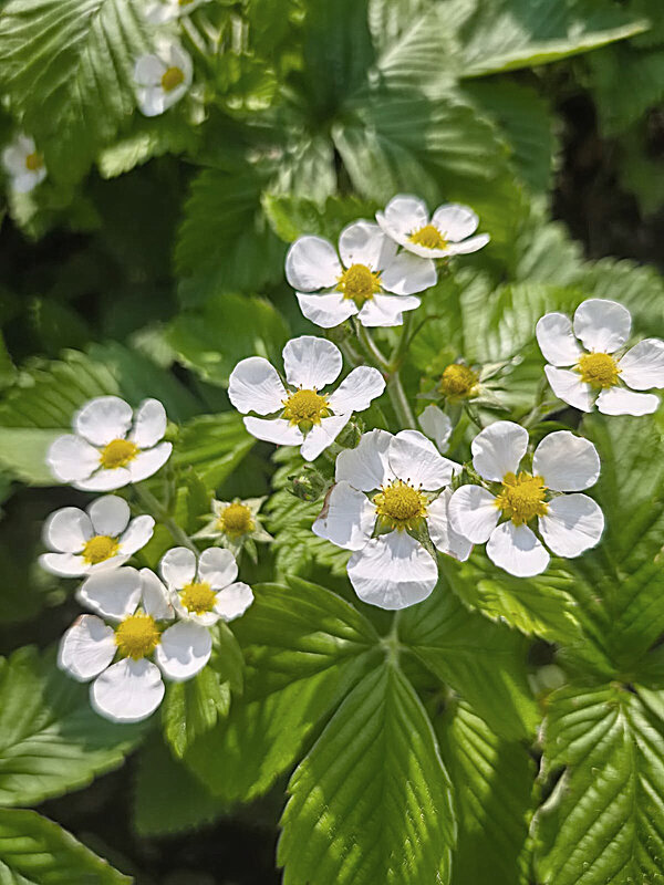 Садовая земляника - Алевтина 