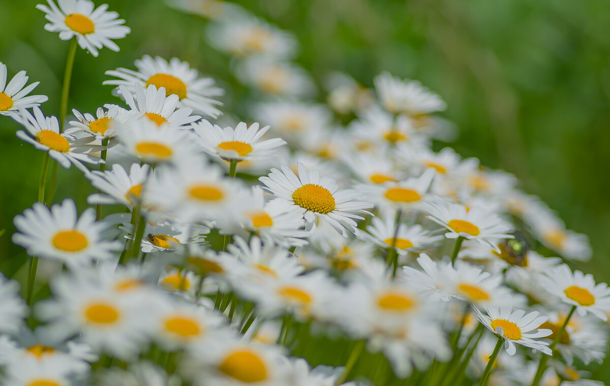 Летнее настроение... - Sergey (Apg)