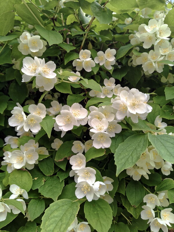 Чубушник - Валерий Судачок