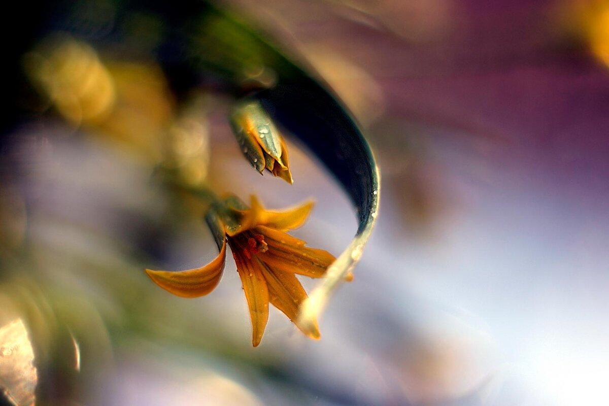 цветочек - Ольга Cоломатина