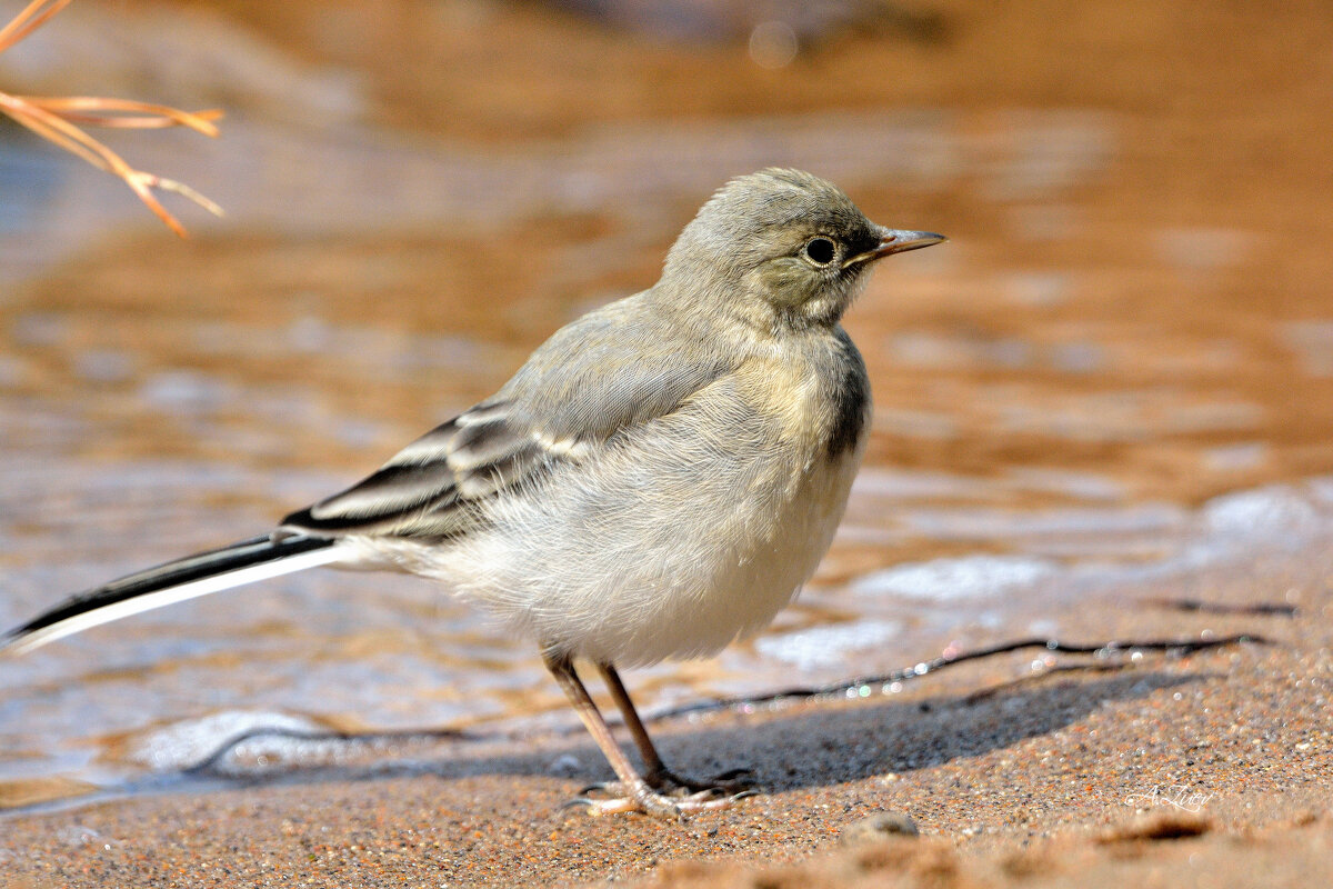 **** - Александр Зуев