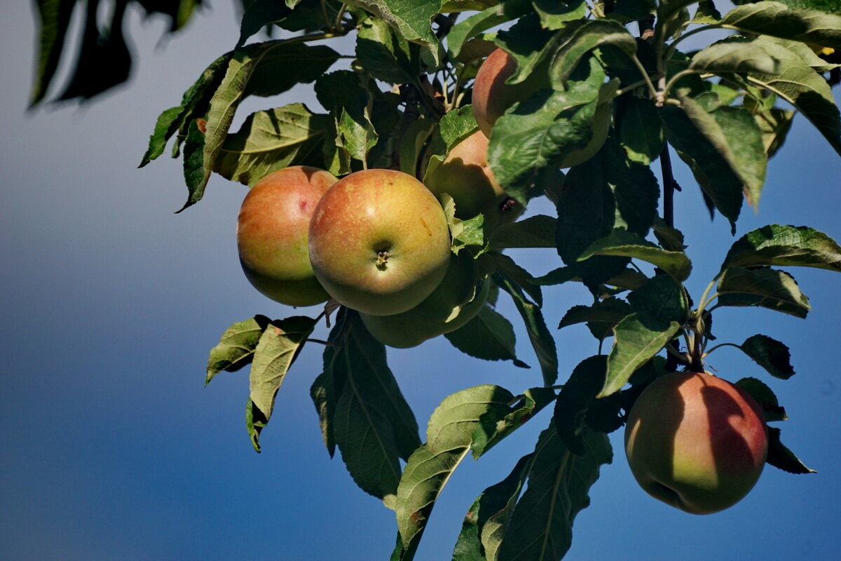 Кубанские яблоки... - Николай Саржанов