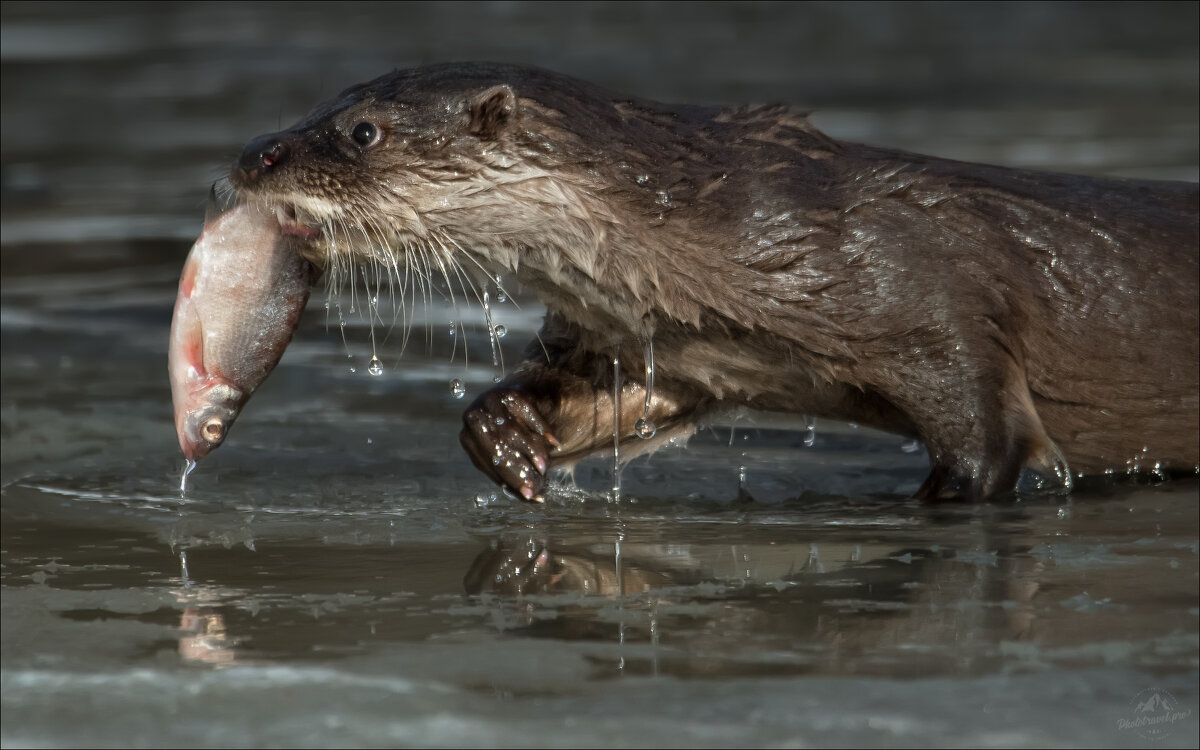 Рыбачок - Влад Соколовский