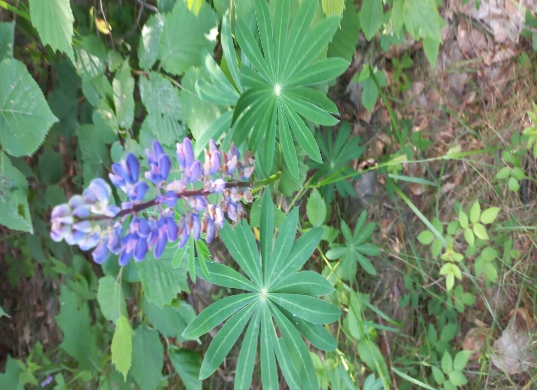 полевой цветок - Svetlana 