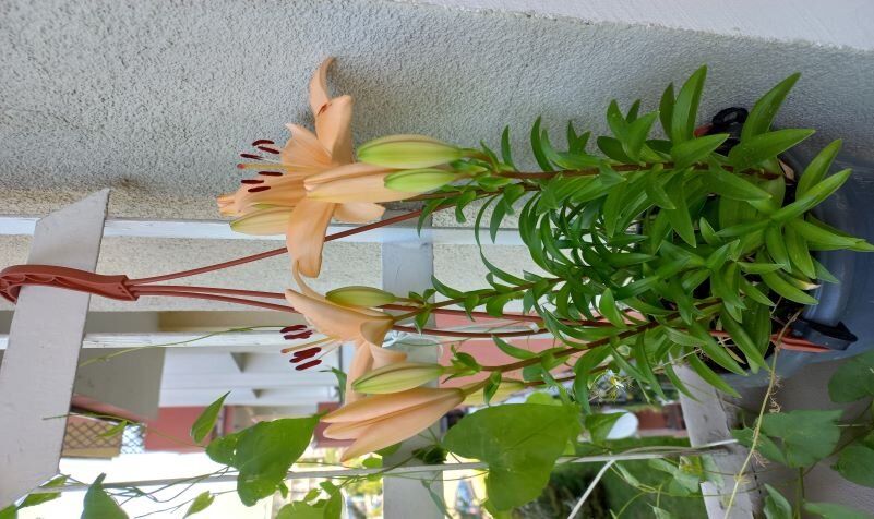 Лилии - Svetlana 