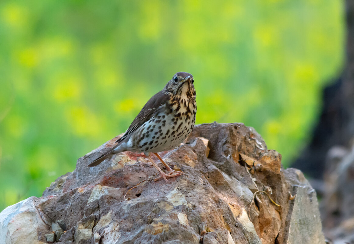 окаменел))) - Виталий Емельянов окаменел))) - Виталий Емельянов
