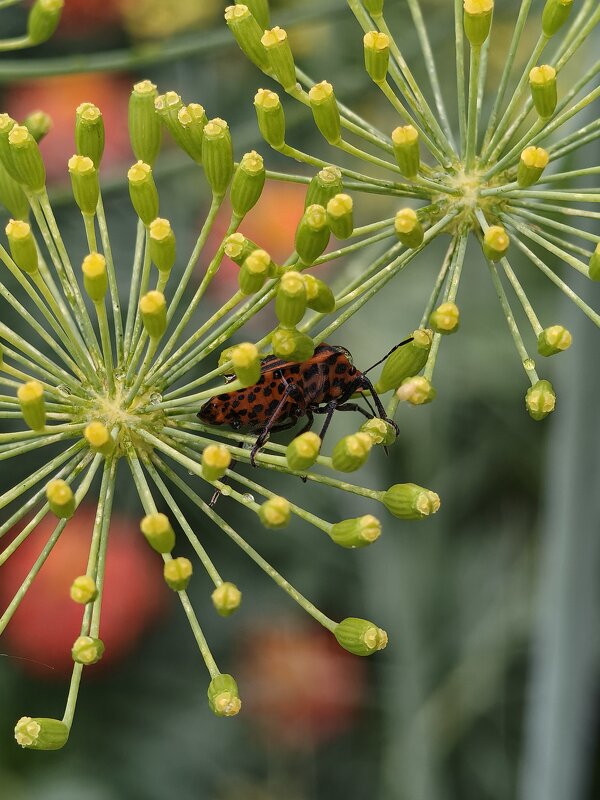 *** - Валерий Ткаченко