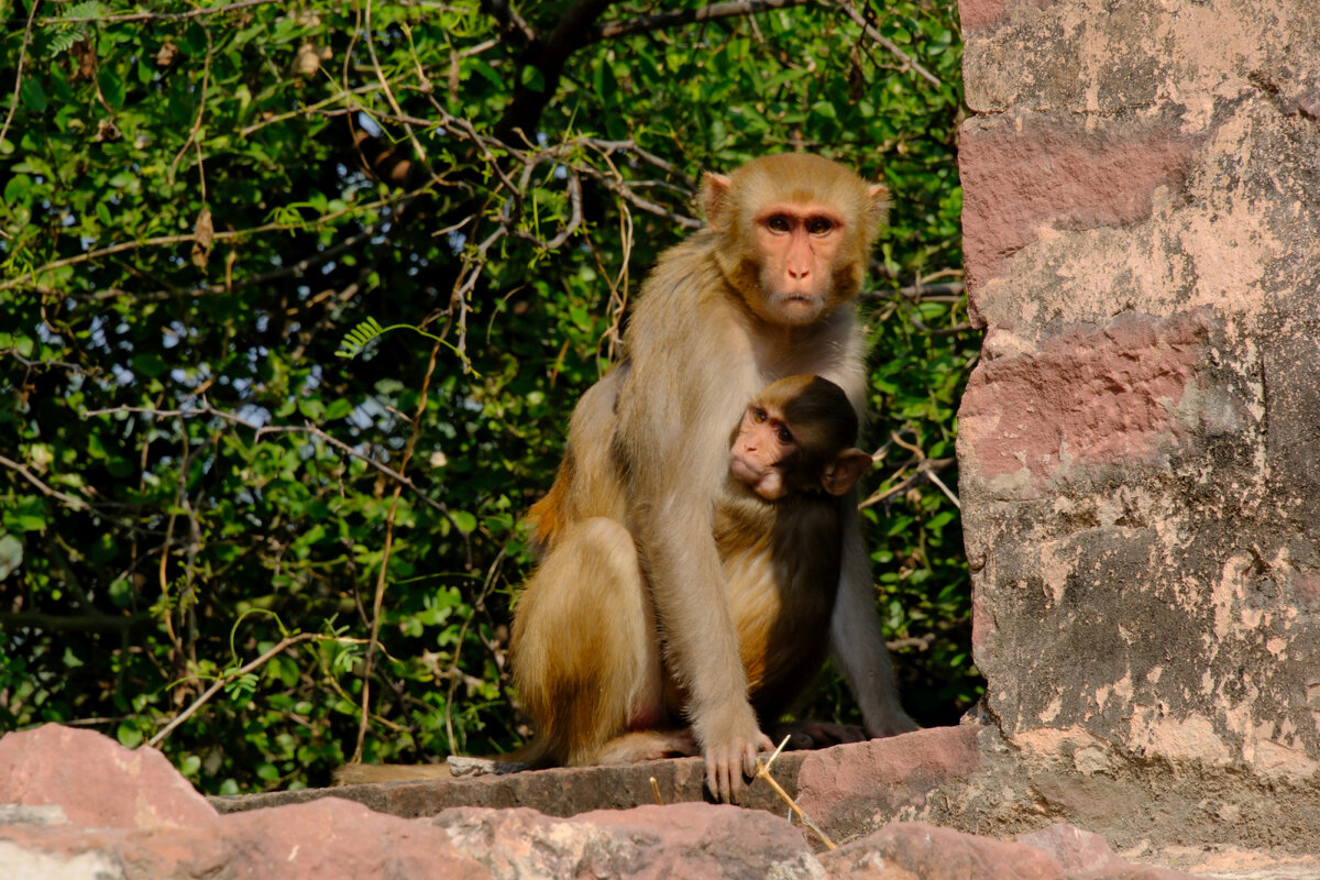Соседа по дому - Георгий А