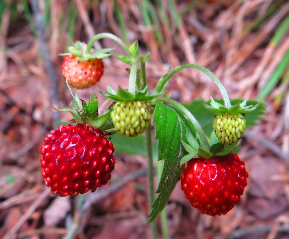 Кустик земляники - Андрей Снегерёв