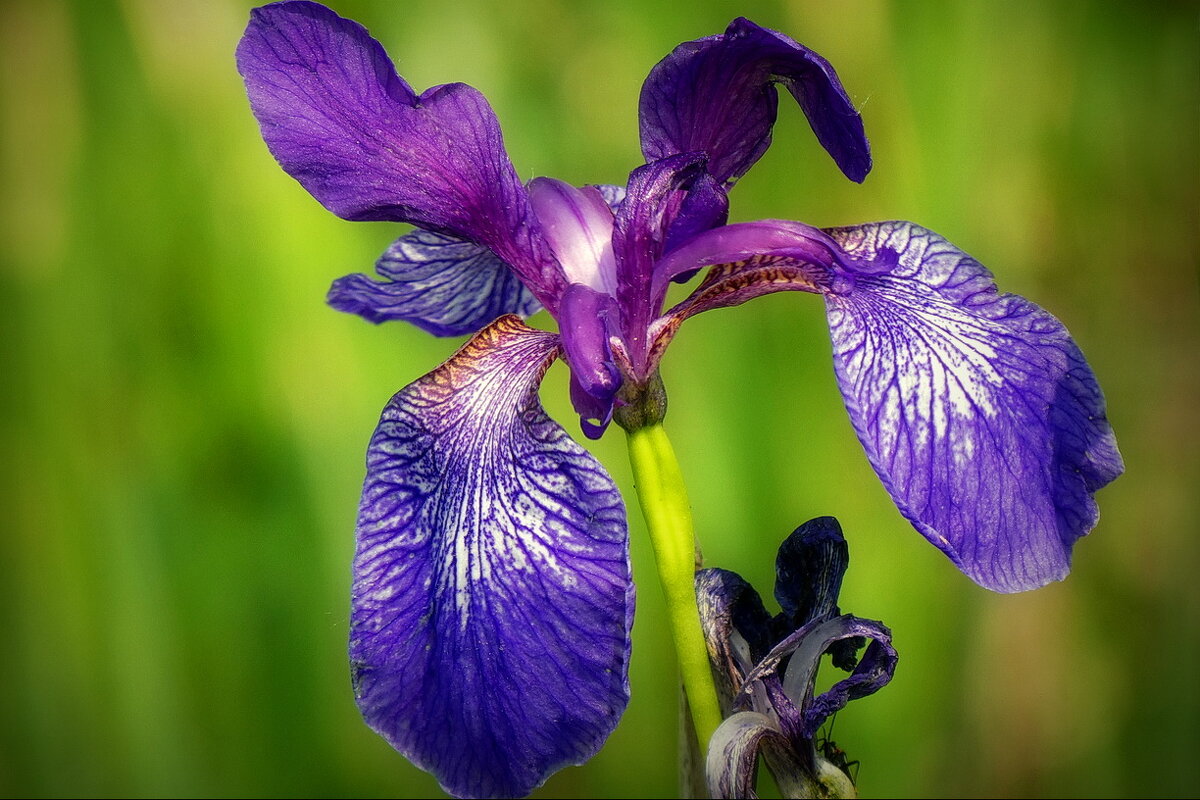 Ирис луговой... - Владимир Шошин