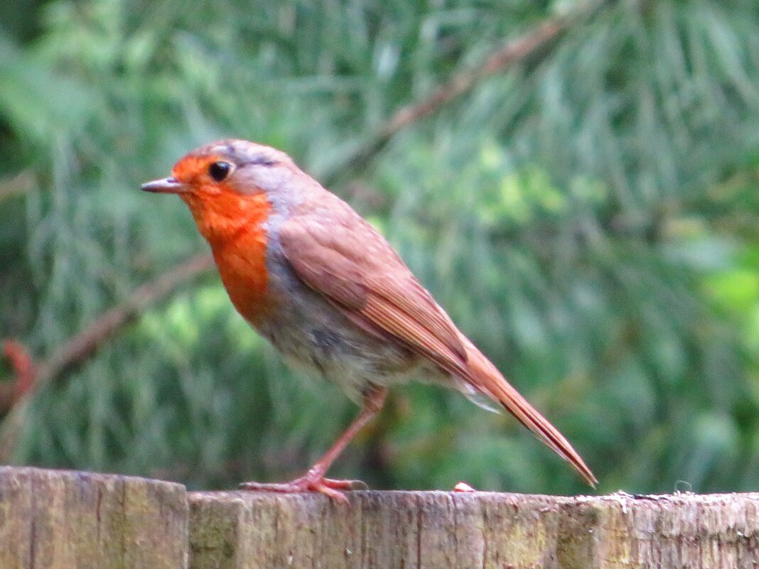 Малиновка (зарянка) - Андрей Снегерёв Малиновка (зарянка) - Андрей Снегерёв