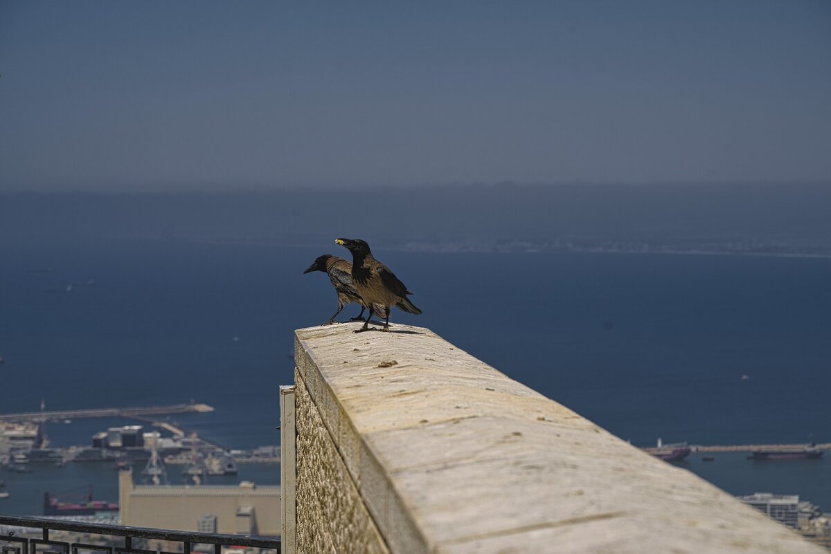 Хайфа 06,2025год - ujgcvbif 