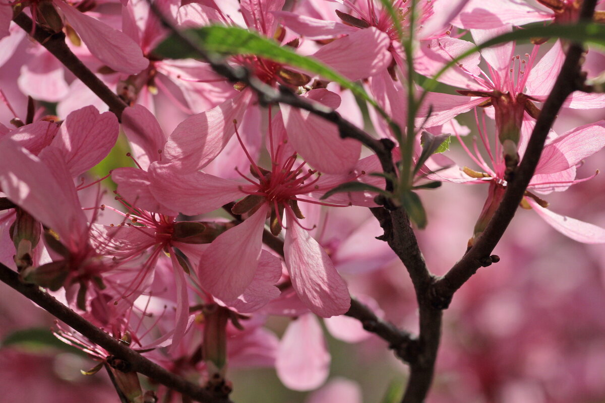 Апрель- пора цветения... - Александр Герасенков Апрель- пора цветения... - Александр Герасенков