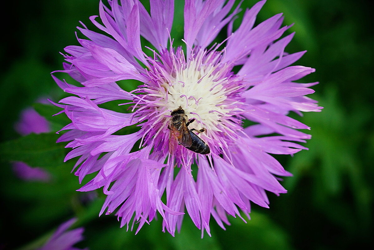 трудяга.. - Александр Герасенков