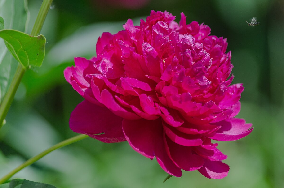 Цветущий июнь. - Виктор Иванович Чернюк Цветущий июнь. - Виктор Иванович Чернюк