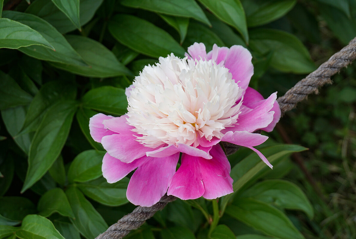 В ботаническом саду - Ольга 