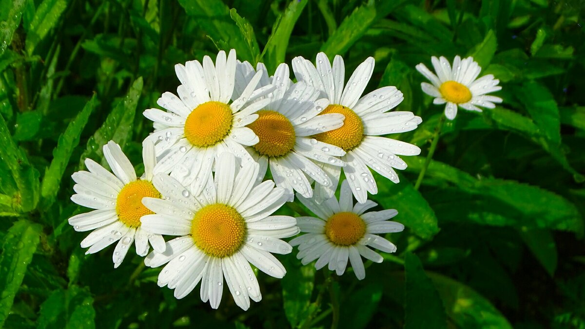 Ромашки в утренней росе. - Милешкин Владимир Алексеевич Ромашки в утренней росе. - Милешкин Владимир Алексеевич
