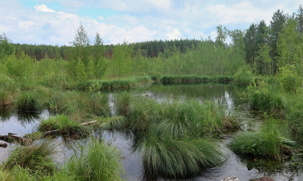 Лесное болото - Дмитрий И_