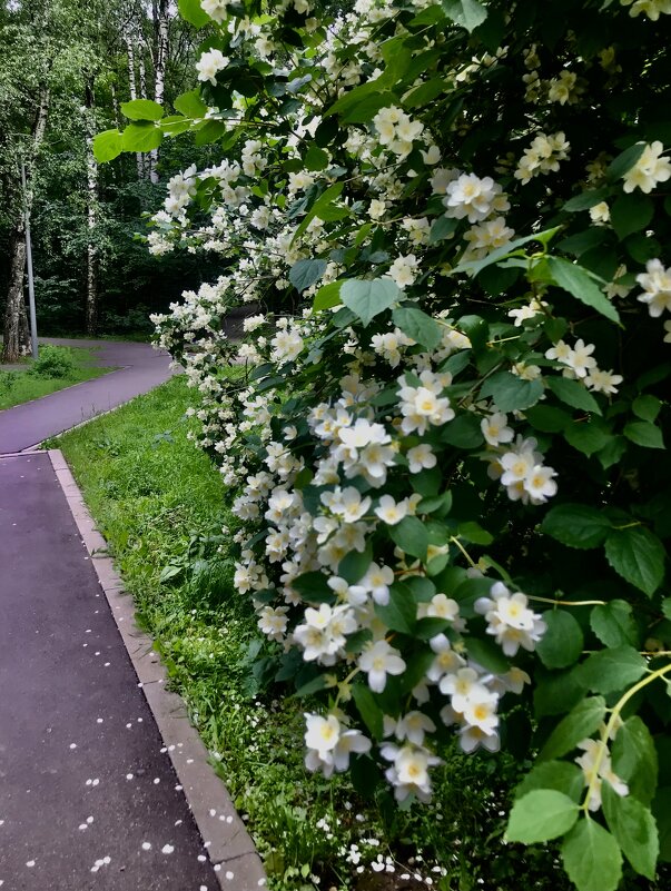 Мимо красоты- не пройти! - Любовь 