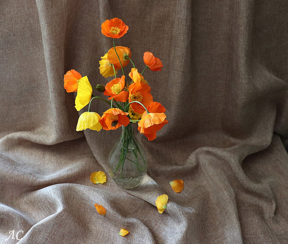 Маки - Любовь Сахарова