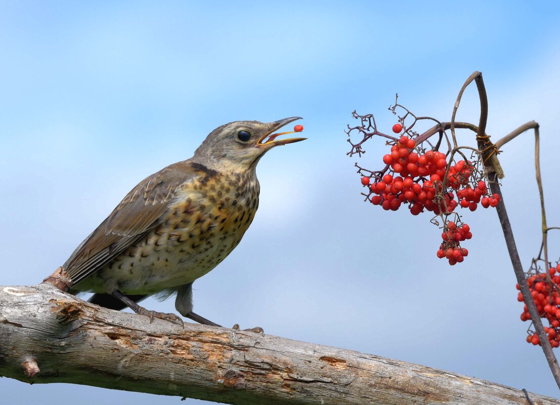 Дегустатор - Михаил Белоусов Дегустатор - Михаил Белоусов
