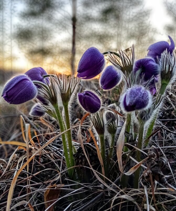 Первенцы - Ирина *