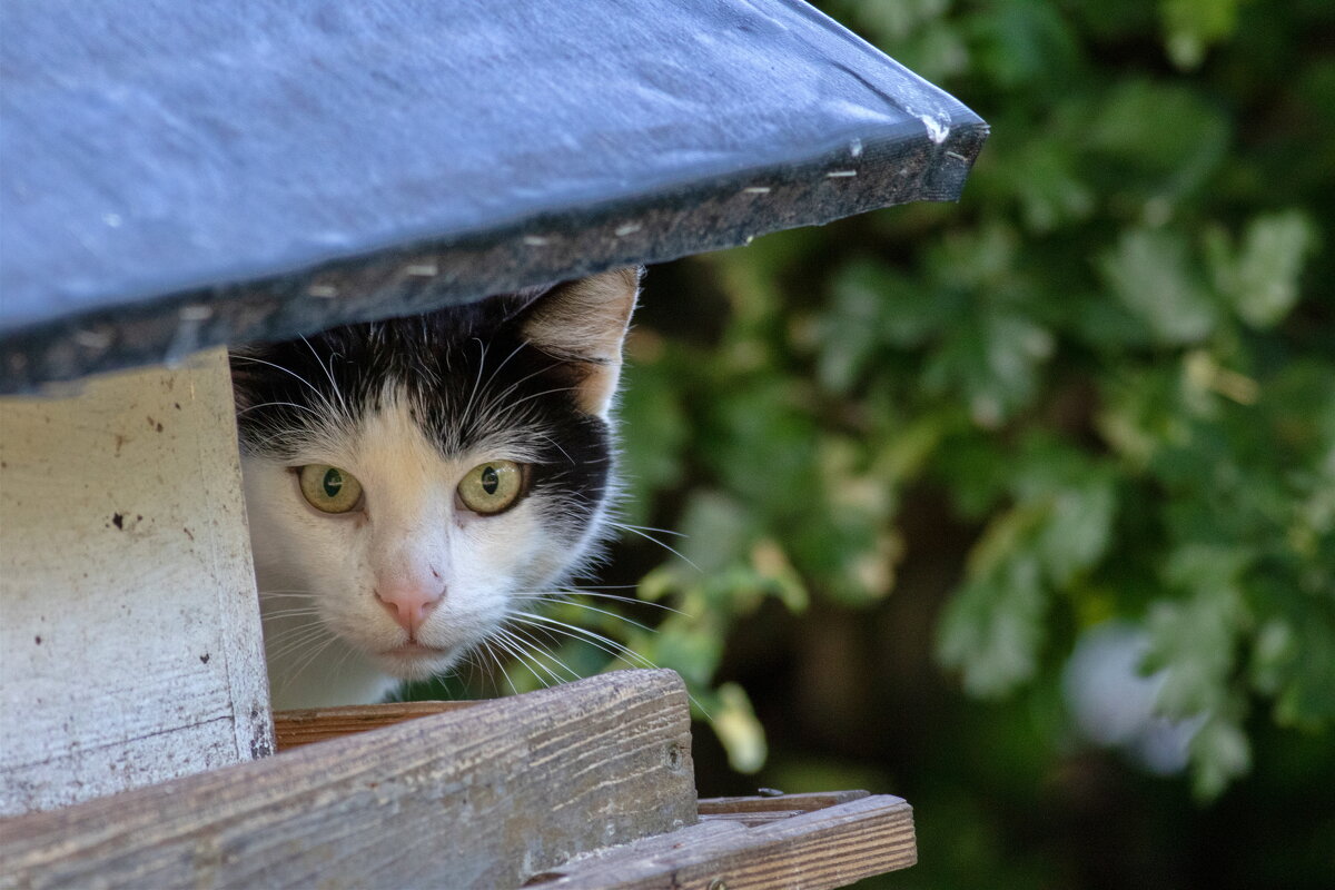 -- - vladimir -- - vladimir