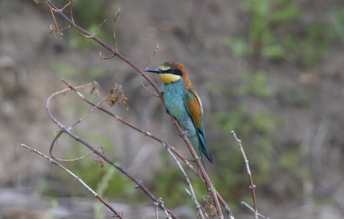 щурки - юрий макаров