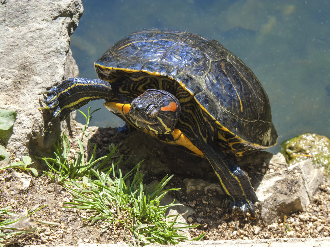 Черепашка - Валентин Семчишин