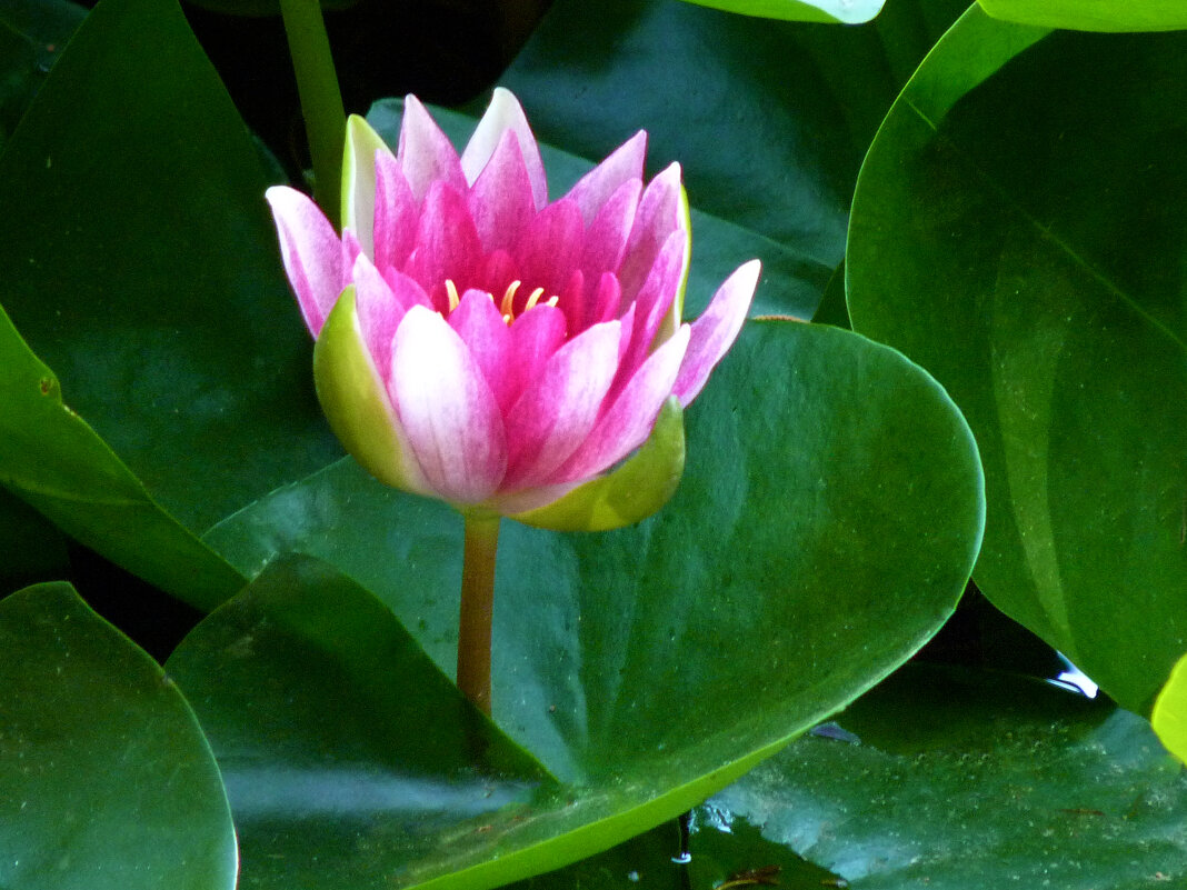 Розовая  лилия - Валентин Семчишин