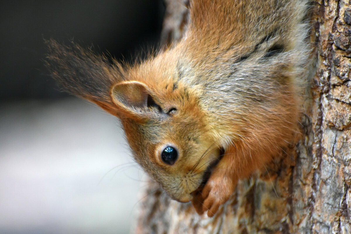 Москва. Белки Нескучного сада. - Наташа ***** Москва. Белки Нескучного сада. - Наташа *****