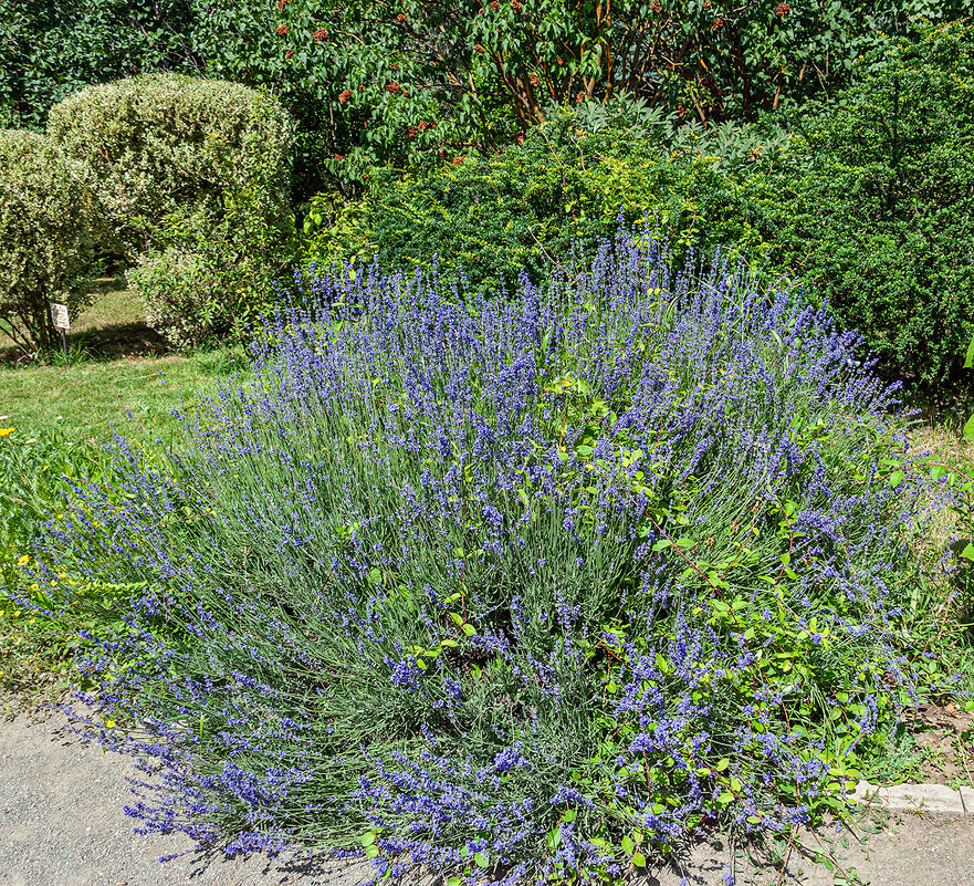 Лаванда - Варвара 