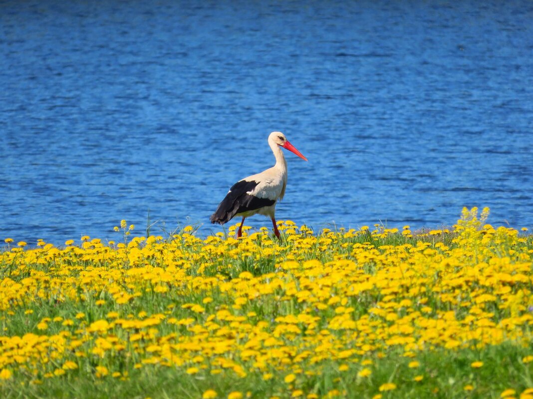 Аист - Ольга Митрофанова