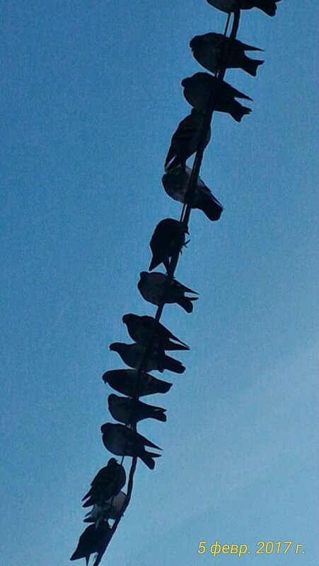 Птицы - Натали 