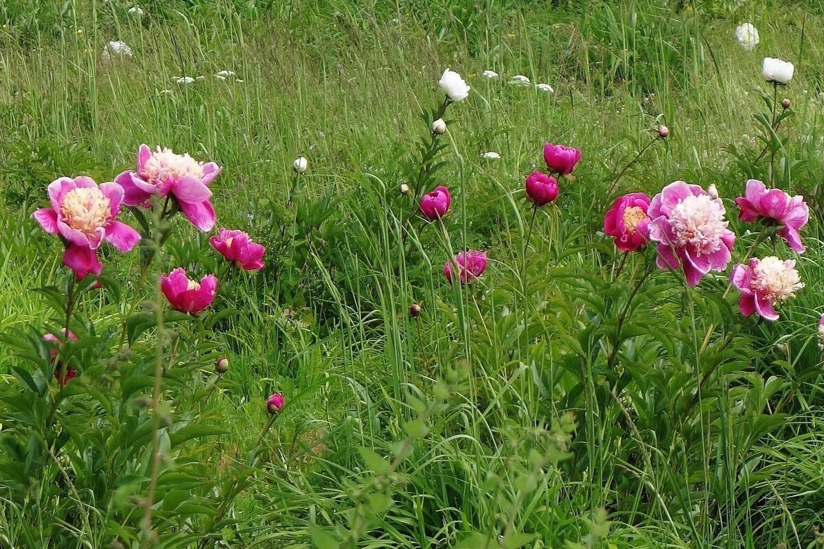 Пионы - Рита Симонова