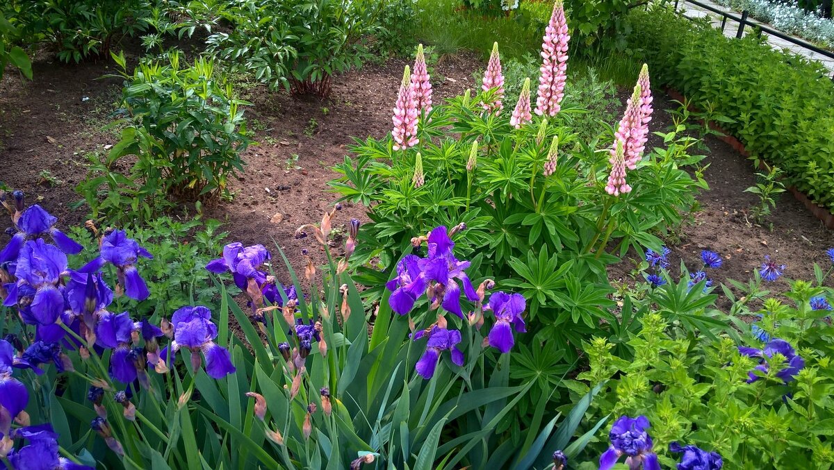 **** - Елена Семигина