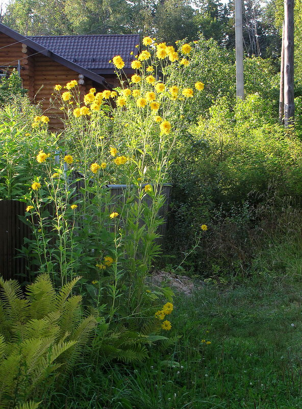 Золотые шары (Рудбекия рассеченная) - Александр Ильчевский 