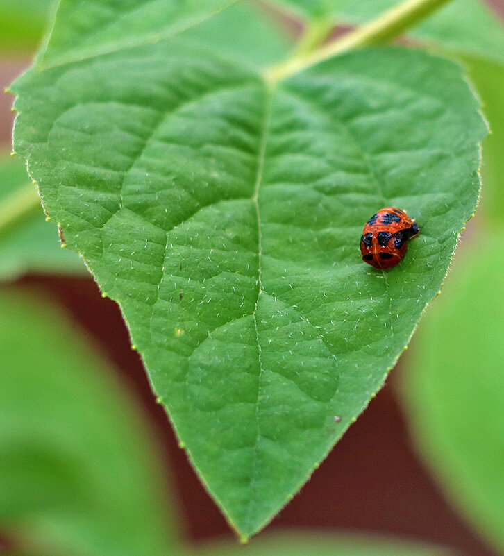 То ли божья коровка, то ли жук какой-то? - Светлана 