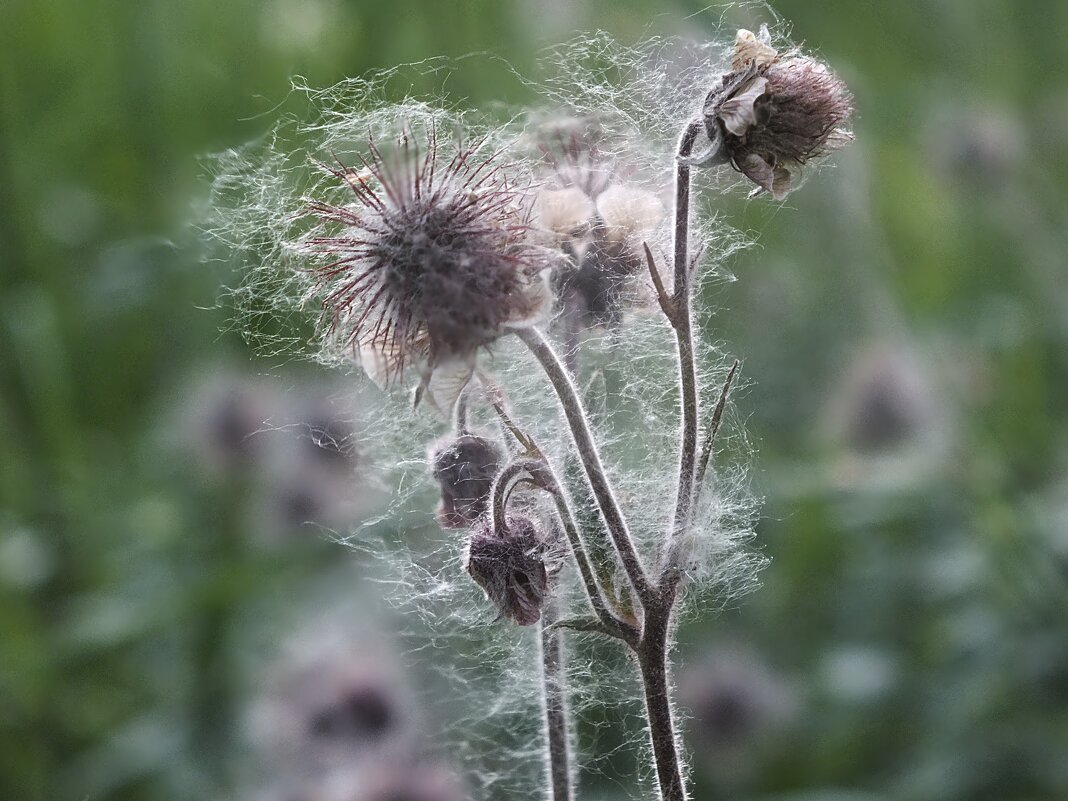 ** - Зоя Мишина