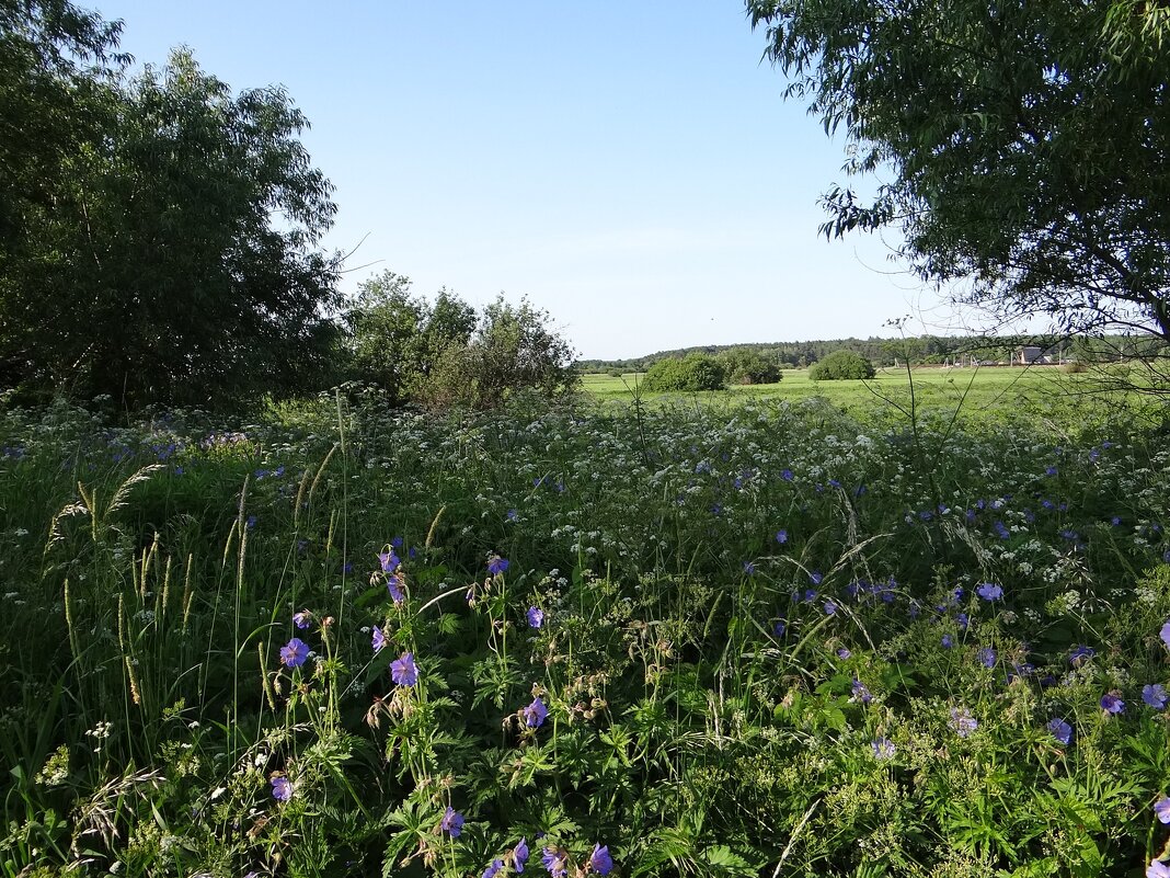 Лето - Антонина Гугаева