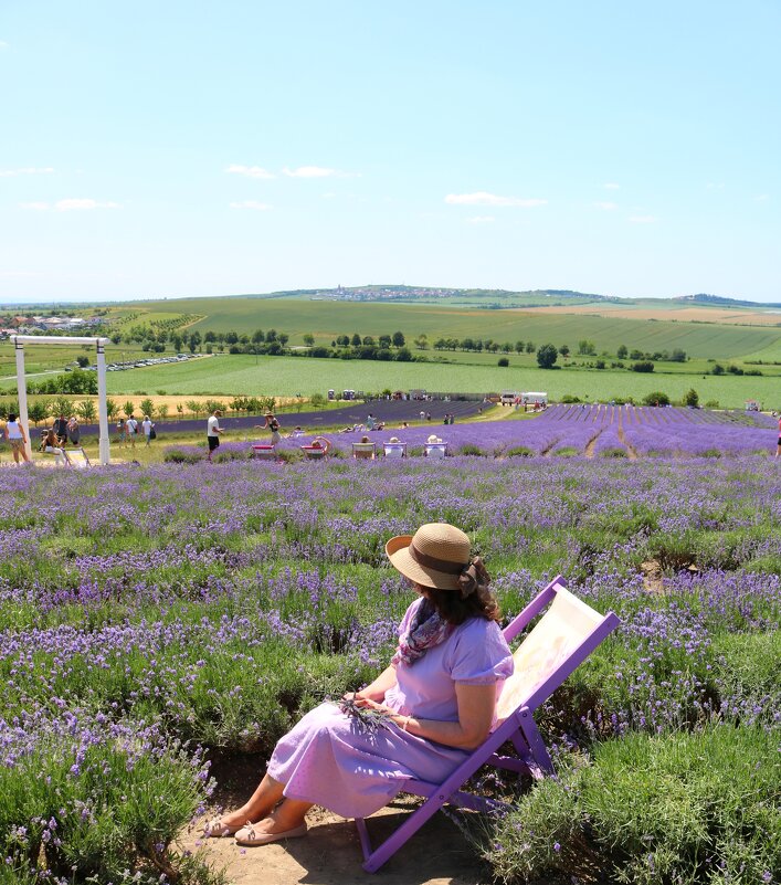лавандовое настроение - Светлана Баталий