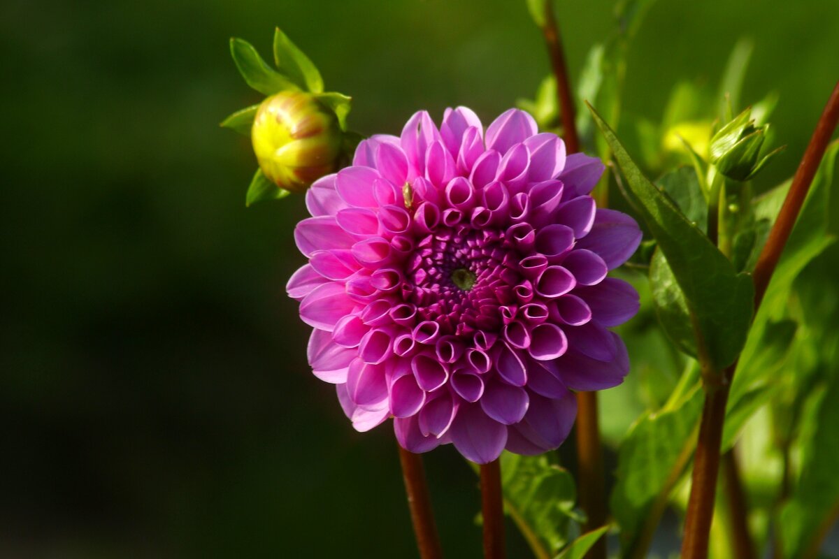Пора георгинов - Юрий. Шмаков