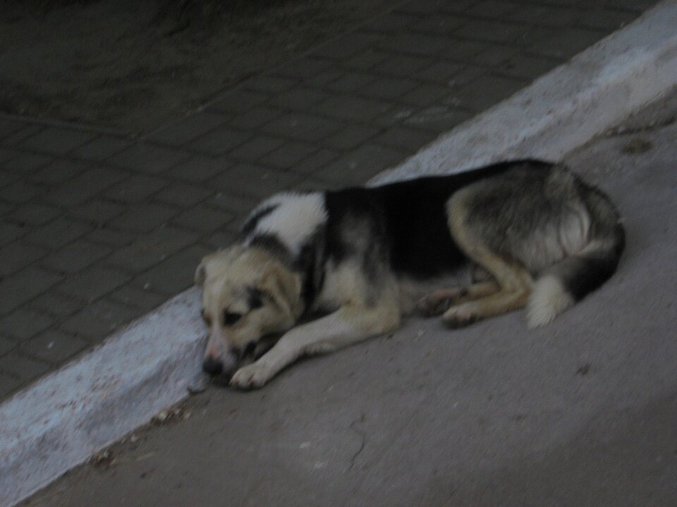 . - Александр Хоменко