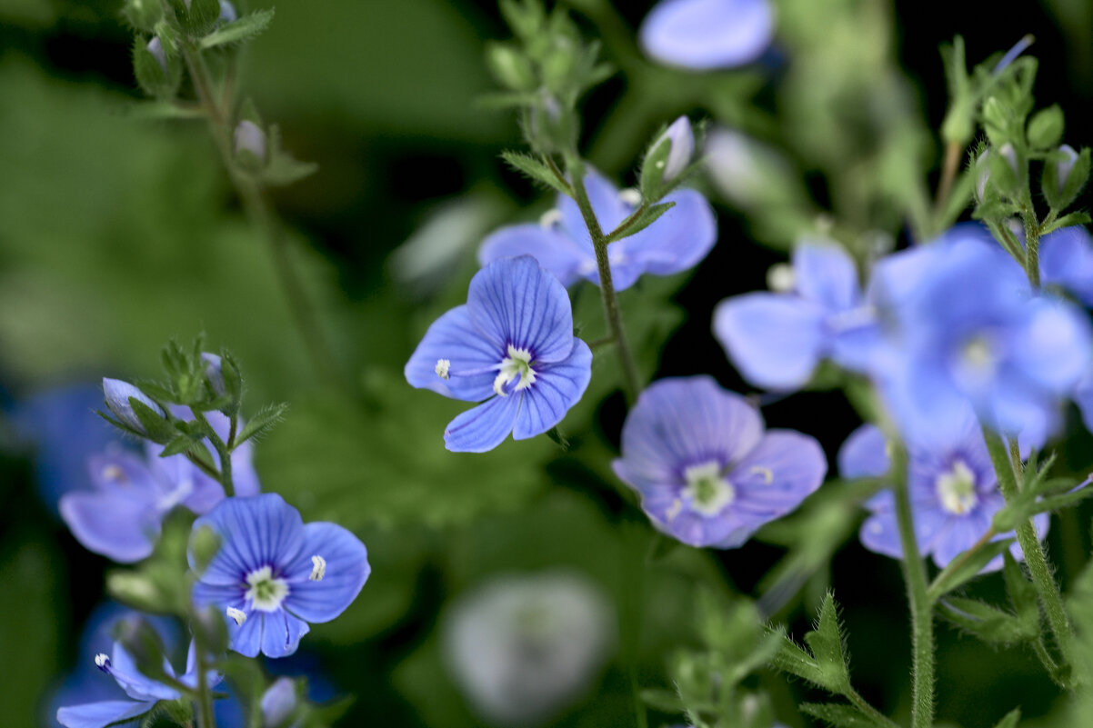 Лесные цветочки - Борис Устюжанин