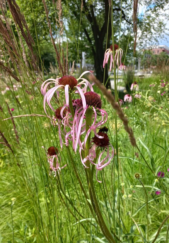 Цветок - Svetlana 